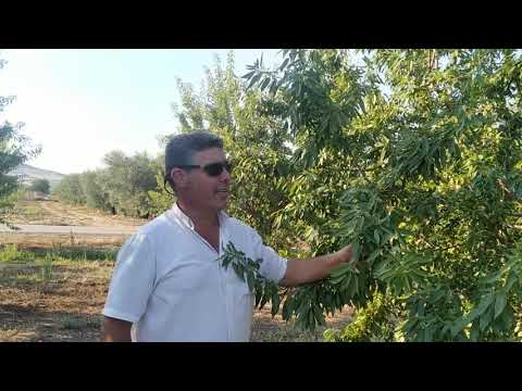 Βίντεο: Κοινές ποικιλίες αρτόκαρπου: Διαφορετικοί τύποι δέντρων αρτόκαρπου