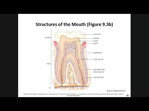 Human Biology Chapter
