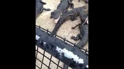 How often do alligators eat each other?