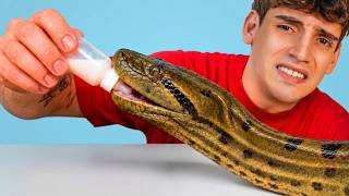 🩸Rescaté Peligrosa Anaconda Herida🩸