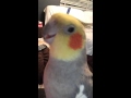 Talking Cockatiel saying 'I love you' (@58s)