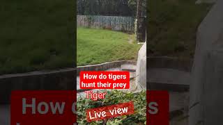 wild animal live view #tiger iger live view #youtube#kids  @Khushbooeducation429