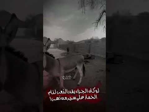 لو كان الجزاء بقدر التعب لنام الحمار على سرير من ذهب