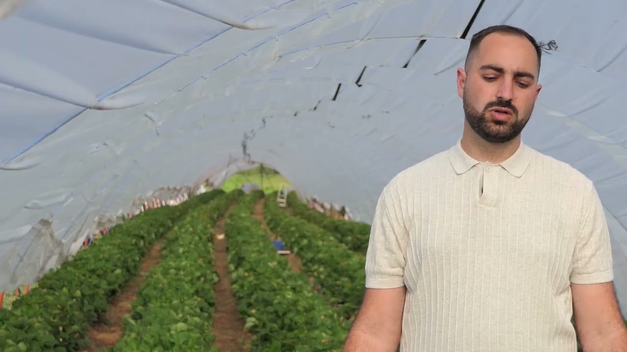 Domaćine kako radiš 07.05.2025. Proizvodnja jagoda