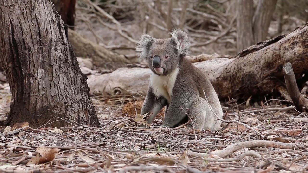 Hanson Bay Wildlife Sanctuary