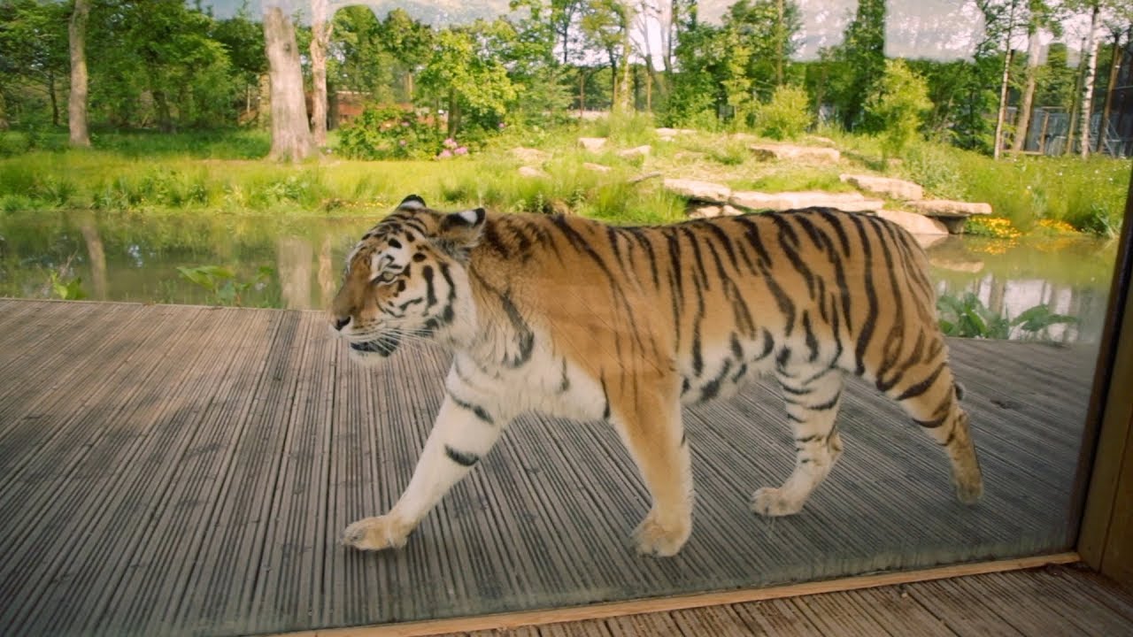 knowsley safari park tiger experience