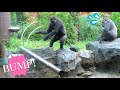 Gorilla Throws A Log丸太を投げるゴリラ