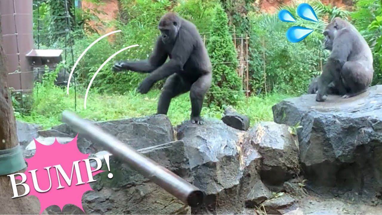 Gorilla Throws A Log丸太を投げるゴリラ YouTube