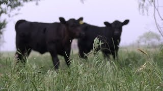 The Angus Report, May 25, 2015: Top News