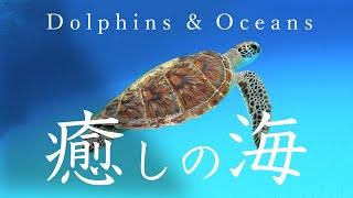 癒しの海 沖縄 心ほどける音楽と海の風景 Relaxing Music And Underwater Scenery Youtube