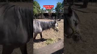 COMO MANEJAR UN PADRILLO DESDE EL RESPETO #caballossalvajes #horsemanship #cavalos #