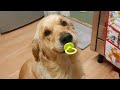 Get ready for LAUGHING SUPER HARD -  Best FUNNY ANIMAL videos