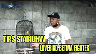 Tips Stabilkan Love Bird Betina Fighter, Agar Stabil Raih Juara