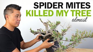 Spider Mites Killed my Tree (almost) Dealing with Bonsai Pests, Failures and Mistakes Tiny Bonsai Pest Causes Big Problems
