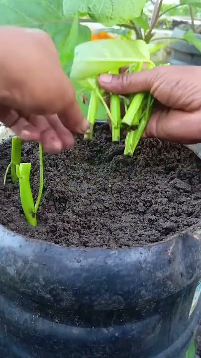 Plant the kale cuttings in a large pot then water them and the kale will grow big. #vegetables
