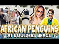 AFRICAN PENGUINS AT BOULDERS BEACH, CAPE TOWN SOUTH AFRICA l WILBERT TOLENTINO X MADAM INUTZ