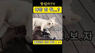 나만 안 줘..?(두고보자) #귀여운 #강아지 #쌍둥이육아 #전원생활 #전원생활브이로그 #cutedogs