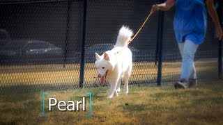 Meet Pearl by SPCA of Texas 56 views 8 months ago 1 minute, 4 seconds