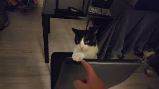 cat logic: my nail stuck but i bite helping hand