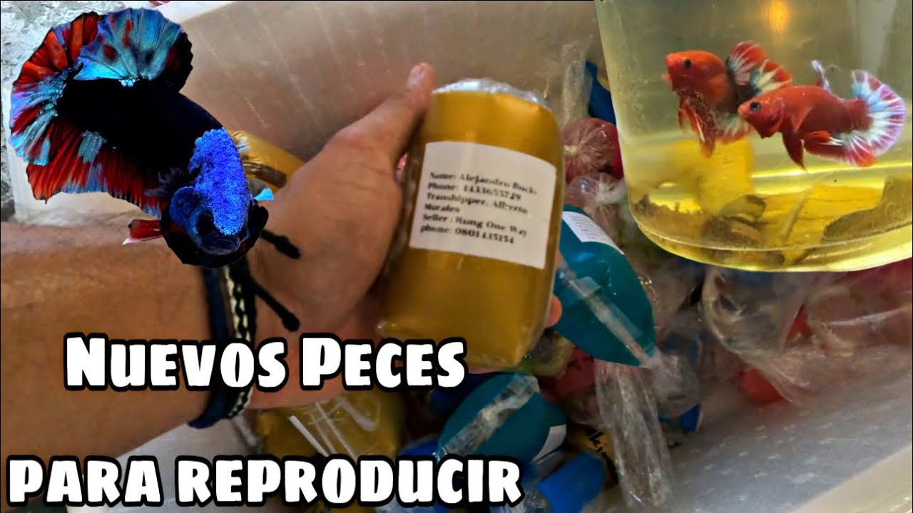 LOS BETTAS MÁS CAROS DE TAILANDIA 😱🇹🇭🥳