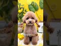 토이푸들 미용역변😃#토이푸들#푸들미용#좋아요와구독#견생일기#댕댕이#주말