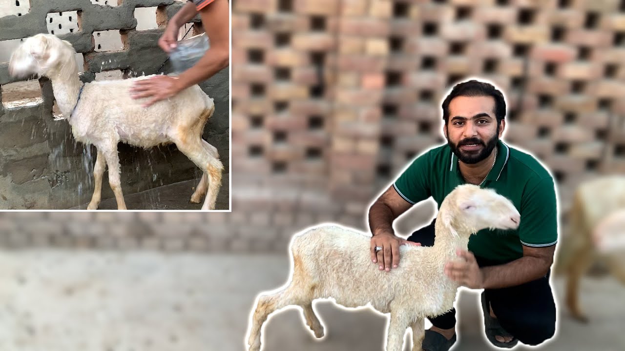 sheep-ka-name-bi-rahka-aur-nahlaya-bi-youtube