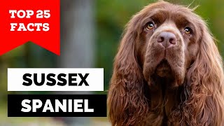 99% of Sussex Spaniel Dog Owners Don't Know This