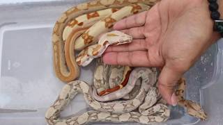 Boa Morphs Boa Genes Explained Paradigm Paraglow Aztec Sunglow Snowglow Aztec and more Boa Morphs Boa Genes Explained Paradigm Paraglow Aztec Sunglow Snowglow Aztec and more