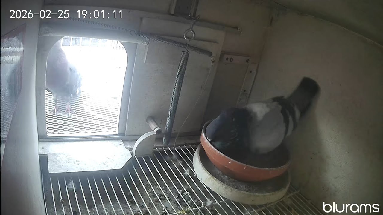 Captura #4 del Pechuguita 02/25/2026