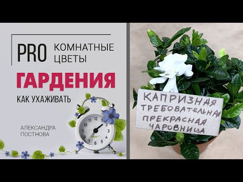 Комнатное растение Гардения - правила дружбы с прекрасной капризулей. Как ухаживать за гарденией.