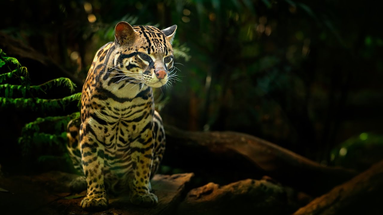 Margay: Adorable Tiny Wildcat! 🐾