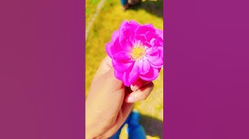 JOOM JOOM | Aishwarya Majmudar #joomjoom #aishwaryamajmudar #navratri #viralgarba #garba #shorts