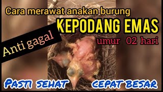 Download Lagu cara meloloh anakan burung kepodang umur 02 hari pasti sehat dan cepat besar MP3