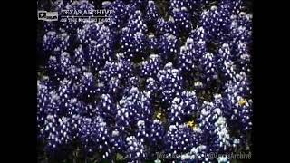 Wildflowers of Texas, 1966