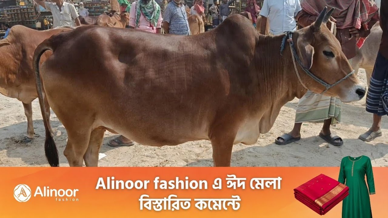 গাভিন গরুর দাম মাতাজি হাট নওগাঁ 