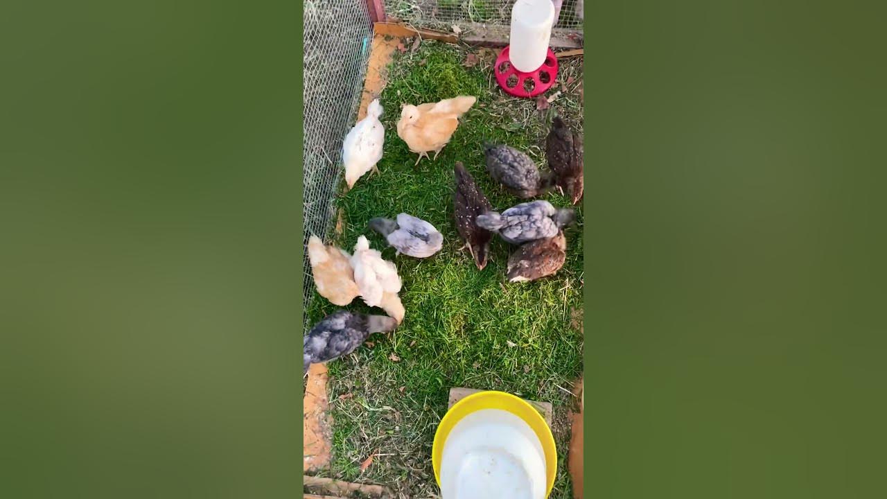 Маленькие курочки;)!🤣 ️🐥🐥🐤🐤🐦🐤🐦🐥 - YouTube