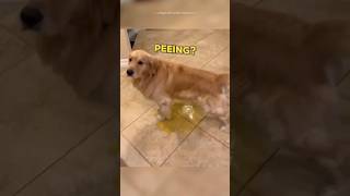Golden Retriever Can't Stop Peeing #dogfails #funny #goldenretriever