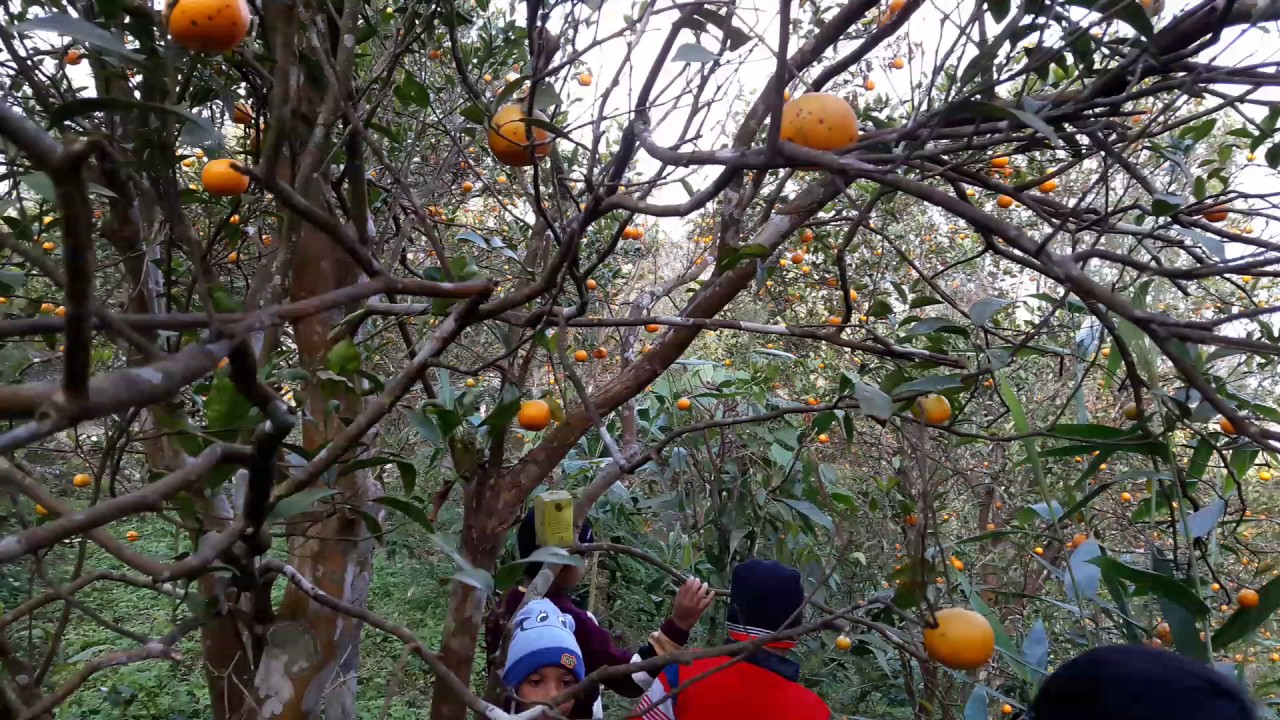 Sittong orange garden YouTube