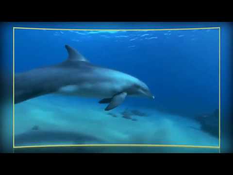 Video: Delfinlər Insanlara Daha Tez Hücum Etməyə Başladılar