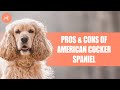 American Cocker Spaniel: Pros and Cons の動画、YouTube動画。