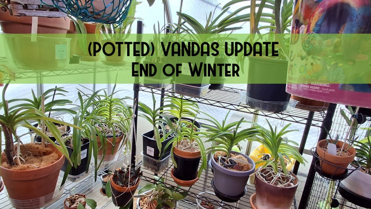 POTTED VANDAS End of Winter Update