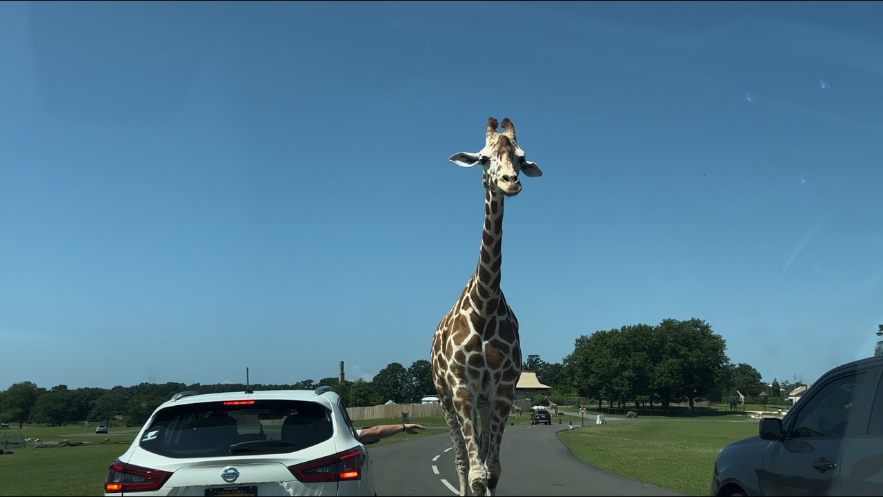 six-flags-safari-with-kids-2023-youtube