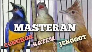 MASTERAN CUCAK CUNGKOK - KAPAS TEMBAK - CUCAK JENGGOT untuk MURAI BATU biar GACOR BONGKAR ISIAN 
