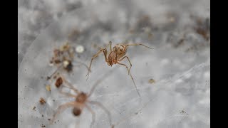 Spitting Spider Mating and Courtship 2nd attempt