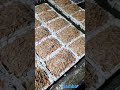 Gamba غمب Gamba غمب