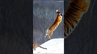 This Is The Most Powerful Tiger In The World