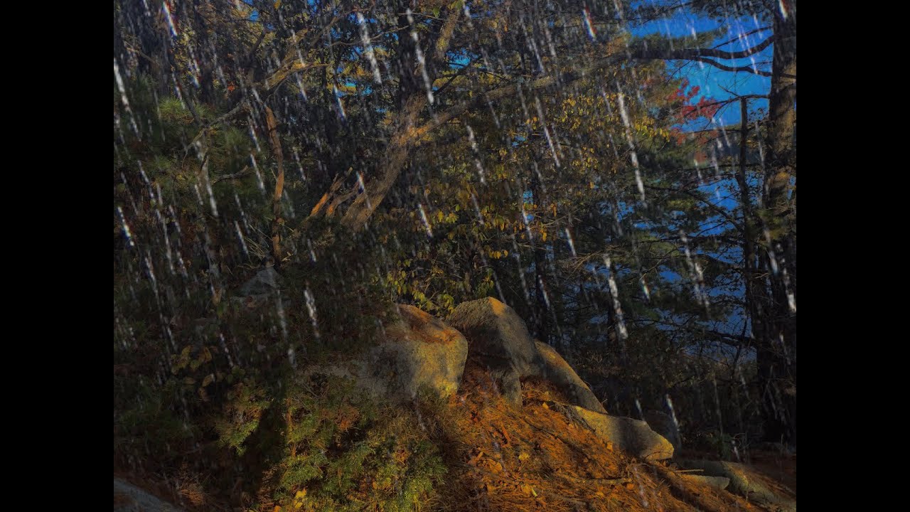 Ontario Island Forest Rain Storm 🎧 - Ambient Nature Soundscape - Rain Sounds