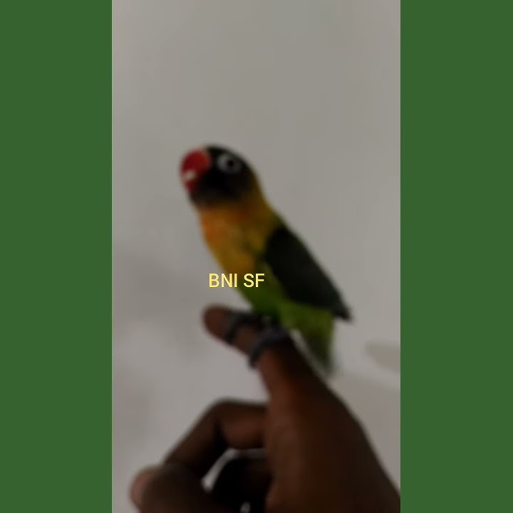 LOVEBIRD PAUD 2,5 BULAN FULL FIGHTER