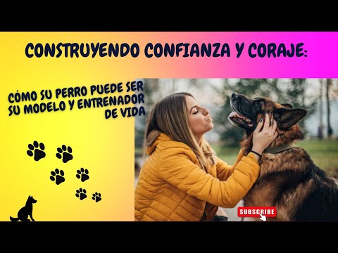 Video: Construyendo la confianza canina