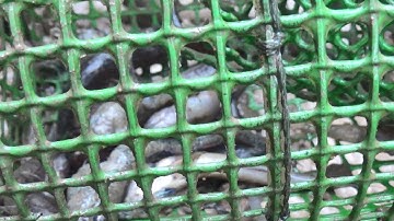 Thú Vị Đặt Lợp Cá Bống Dừa Bằng Con Ba Khía Bụp